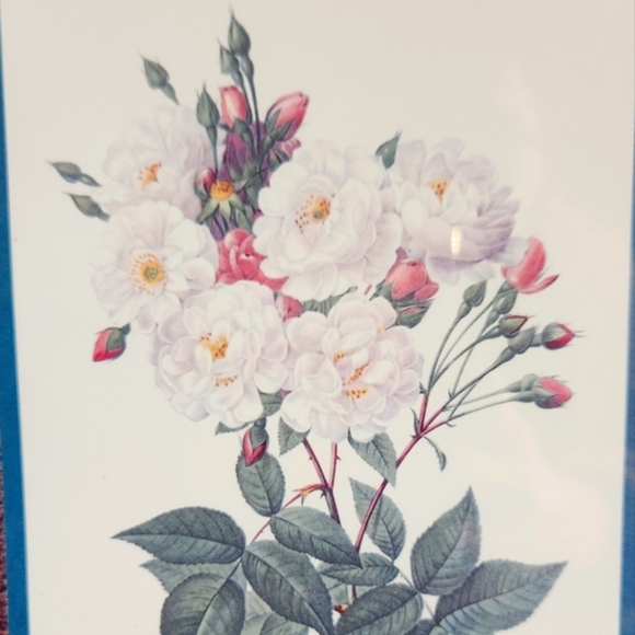 Vintage Rosier de Philippe Noisette Floral Print in Gold Frame - Picture 7 of 8